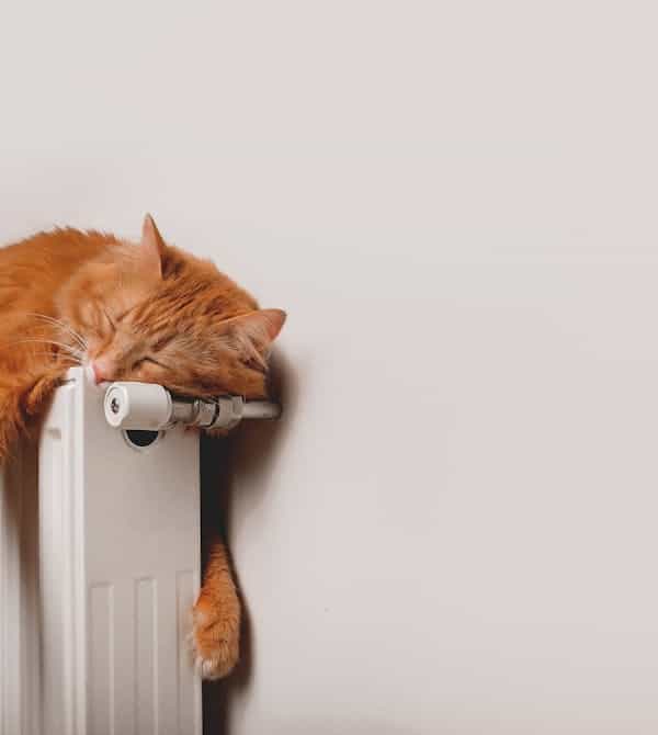 Katze auf Heizkörper nach hydraulischem Abgleich von Steinkühler in Leverkusen.